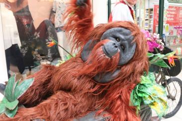 Borneo Again - Capitalist Orangutan Wants you to Join his Monkey Business - Walkabout Entertainer