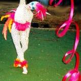 Bolli's Birds of Paradise - Ribbon Dacners - Walkabout Entertainers