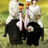 Larger Than Life - The Ostriches - Stilt Walkers - Walkabout