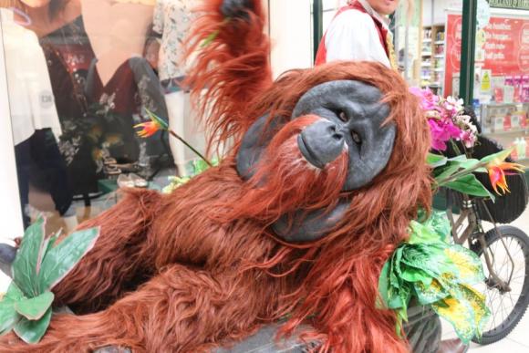 Borneo Again - Capitalist Orangutan Wants you to Join his Monkey Business - Walkabout Entertainer